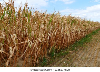 Food Crisis, Global Warming, Drought - dry corn field in august 2018 near Weinheim, Southern Germany - Shutterstock ID 1156277620