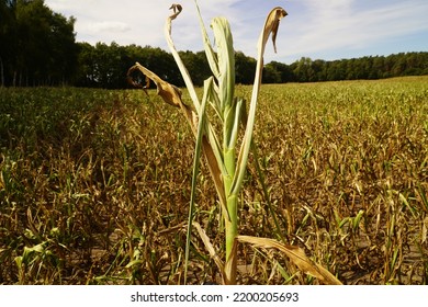 Food Crisis, global Warming, drought. Dry corn field in August near the city of Neustadt Otternhagen, district Hanover, Northern Germany, Europe. - Shutterstock ID 2200205693