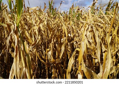 Food Crisis, Global Warming, Drought – dry corn field in September near the city of Garbsen, district Hanover, Northern Germany - Shutterstock ID 2211850201