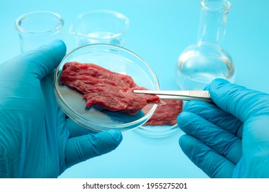 Food Engineering, Lab Grown Beef And The Diet Of The Genetically Modified Foods With Scientist Analyzing Sample Of Synthetic Meat In Glass Petri Dish Isolated On Blue Background In Science Laboratory