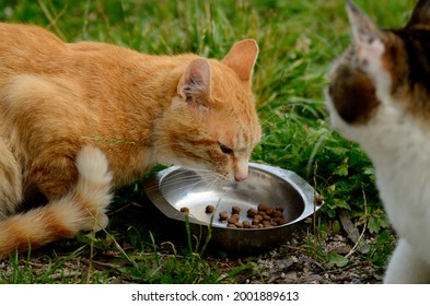 Food Envy - Red Brown Cat