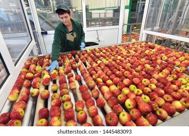 Food Factory: Assembly Line With Apples And Workers 