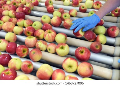 Food Factory: Assembly Line With Apples And Workers 