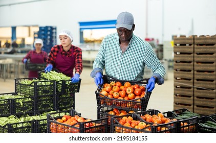 Food factory warehouse worker stacks crates of ripe tomatoes - Shutterstock ID 2195184155