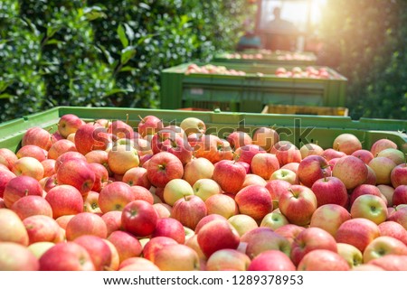 Food farm industry. Harvesting apple fruit in green orchard. Pile of freshly harvested organic apples. Healthy eating concept.