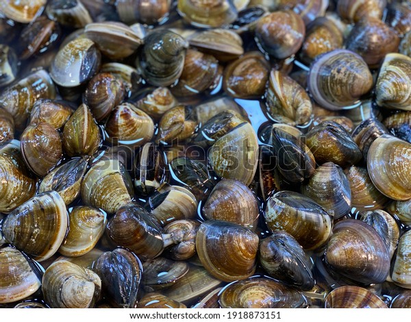 Food Festival Black Shells Seafood Cotton\
Fabric, also be known as shells for sale, sea clams inside aquarium\
in a restaurant or at the fish\
market