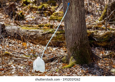 Food Grade Container Used For Collecting Maple Sap During Spring In A Sugar Bush. Selective Focus, Background Blur And Foreground Blur 
