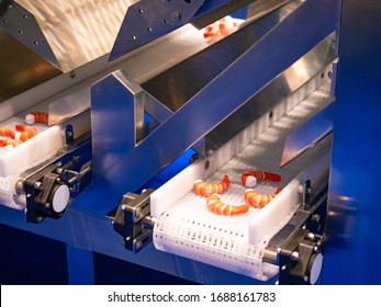 Food industry. The conveyor for the processing of seafood. Shrimp conveyor. Processing of shrimp. The conveyor for the processing of seafood. Shrimp on the conveyor line. Production of the food.