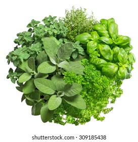 Food ingredients. Fresh herbs isolated on white background. Basil, marjoram, parsley, rosemary, thyme, sage