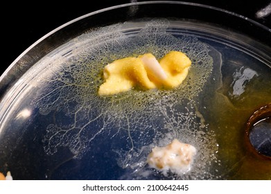 Food Preference Study Of A Physarum Polycephalom, Blob On A Petri Dish