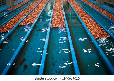 Food Processing Plant With Water Tanks And Apples Floating In The Pool. Apple Fruit Preparation For Packing And Distribution.