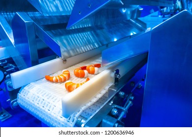 Food Production. Shrimp On Conveyor Belt. Seafood Production. Food Production Equipment.