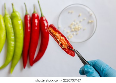 Food quality control of chilli specimens of the each species in the laboratory. Testing samples for plant disease. - Powered by Shutterstock