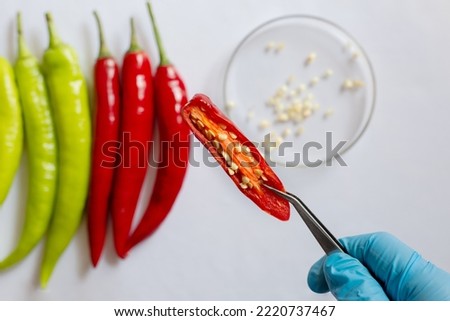 Food quality control of chilli specimens of the each species in the laboratory. Testing samples for plant disease.