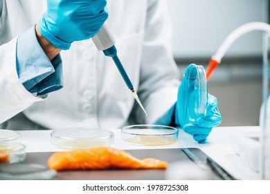 Food Quality Management - Microbiologist Testing Salmon Fish Sample, Looking For The Presence Of Salmonella Or Other Pathogens