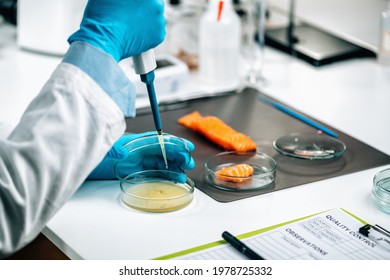 Food Quality Management - Microbiologist Testing Salmon Fish Sample, Looking For The Presence Of Salmonella Or Other Pathogens