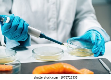 Food Quality Management - Microbiologist Testing Salmon Fish Sample, Looking For The Presence Of Salmonella Or Other Pathogens