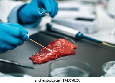 Food Quality Management - Red Meat. Microbiologist Testing Beef Sample, Looking For The Presence Of Salmonella Or Other Pathogens