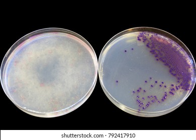 Food safety - 2 agar plates with one showing positive for E coli and one negative. 