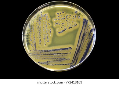 Food Safety Bacteria PathogenStaphylococcus Aureus Growing On Baird Parker Agar With Egg Yolk And Tellurite.