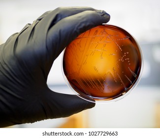 Food Safety Pathogen Listeria Monocytogenes Isolated On Agar From A Food Sample.