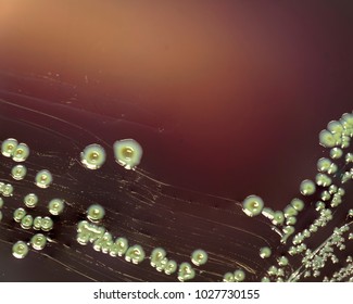 Food Safety Pathogen Listeria Monocytogenes Isolated On Agar From A Food Sample.