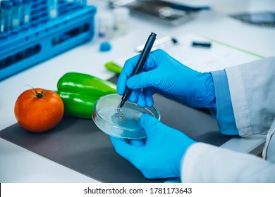 Food Safety And Quality Analysis In A Specialized Microbiology Laboratory, Microbiologist Working With Fruit And Vegetable Samples