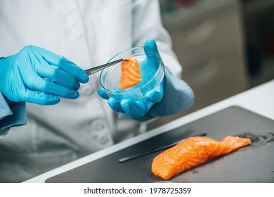 Food Safety And Quality Control - Microbiological Analysis Of Salmon Fish In Laboratory