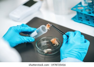 Food Safety And Quality Control - Testing Of Sea Fish. Laboratory Technician Separating Fish Sample Into Test Tubes Searching For Presence Of Pathogens In Raw Fish Meat Sample.