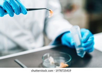 Food Safety And Quality Control - Testing Of Sea Fish. Laboratory Technician Separating Fish Sample Into Test Tubes Searching For Presence Of Pathogens In Raw Fish Meat Sample.