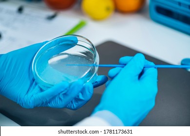 Food Safety Testing In Microbiology Laboratory – Microbiologist Inoculating Nutritive Agar, Looking For Presence Of Pathogens And Signs Of Spoilage