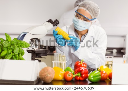 Food scientist looking at corn cob at the university
