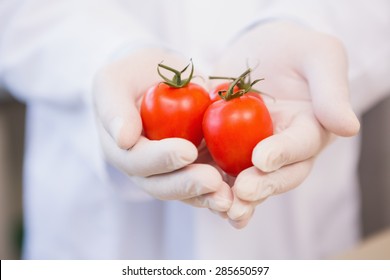 Food Scientist Showing Tomatoes In Laboratory