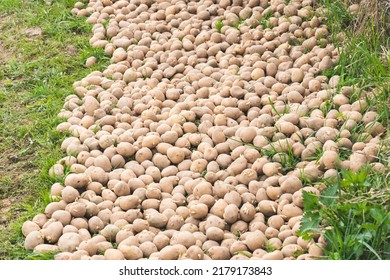 Food Waste On A Compost Heap, Household Waste For Composting Fruits And Vegetables. A Pile Of Compostable Organic Waste, Kitchen Garbage, Food Waste - Stock Photo