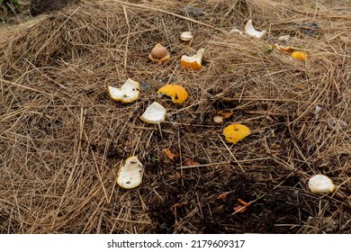 Food Waste On A Compost Heap, Household Waste For Composting Fruits And Vegetables. A Pile Of Compostable Organic Waste, Kitchen Garbage, Food Waste - Stock Photo