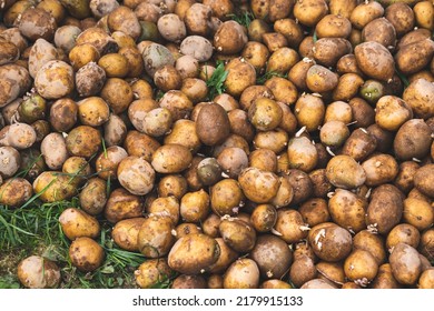 Food Waste On A Compost Heap, Household Waste For Composting Fruits And Vegetables. A Pile Of Compostable Organic Waste, Kitchen Garbage, Food Waste - Stock Photo