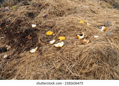 Food Waste On A Compost Heap, Household Waste For Composting Fruits And Vegetables. A Pile Of Compostable Organic Waste, Kitchen Garbage, Food Waste - Stock Photo