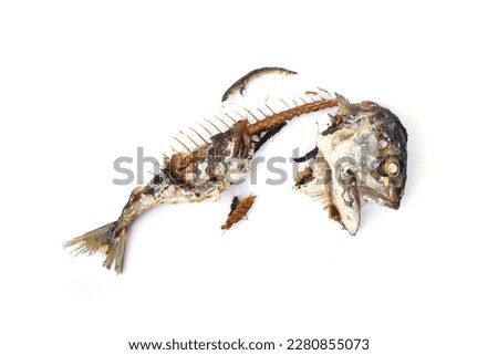 The food waste. Remains of fried fish. Fishbone and leftover meat of mackerel after eat isolated on white background. 