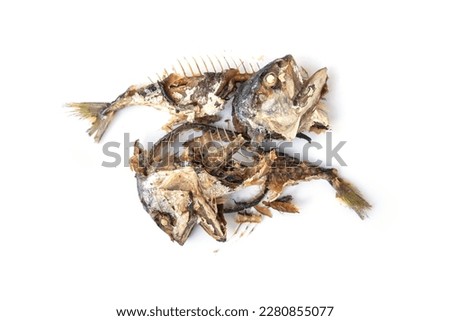 The food waste. Remains of fried fish. Fishbone and leftover meat of mackerel after eat isolated on white background. 