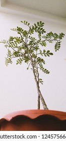 Plant​ in​  the​ foom