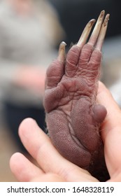 The Foot Of Baby Wombat 