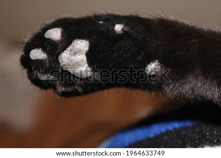 Foot of a black cat
