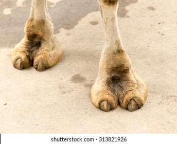 foot camel