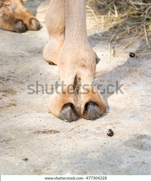 foot-camel-600w-477304228.jpg