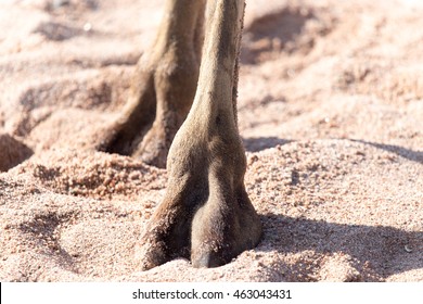foot of a camel in the sand