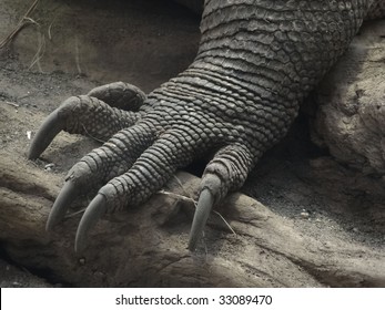 Foot And Claws, Detail,  Komodo Monitor Lizard [Varadus Komodoensis]