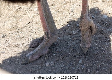 1,174 Ostrich foot Images, Stock Photos & Vectors | Shutterstock