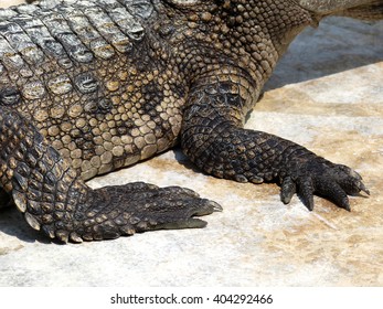 Crocodile Feet Images, Stock Photos & Vectors | Shutterstock