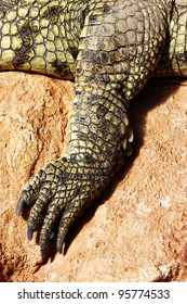 1,462 Alligator Feet Images, Stock Photos & Vectors 