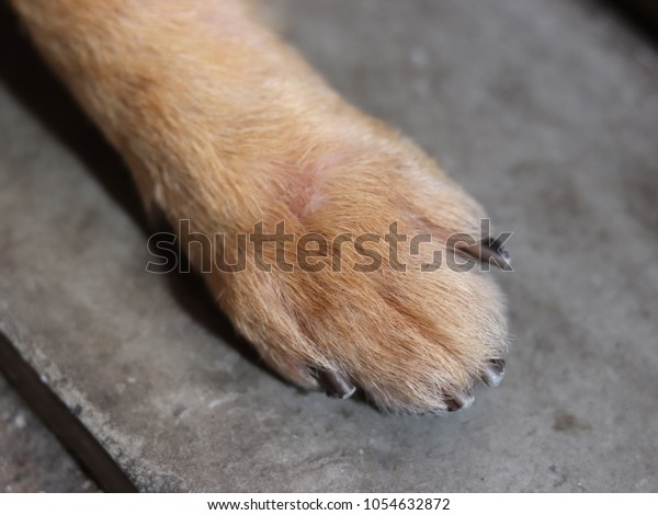 sebaceous cyst dog paw